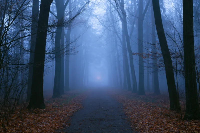 Misty forest path lined with bare trees disappearing into dense fog, covered in fallen autumn leaves