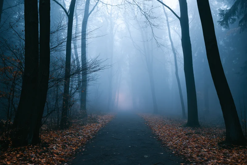 Misty forest path lined with bare trees and fallen leaves leading into dense fog