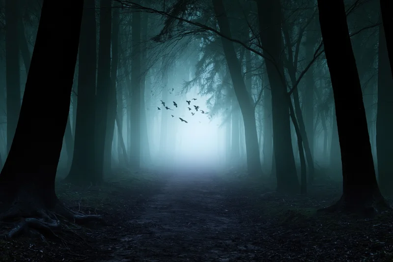 Narrow dirt path winding through dense dark forest at night with fog and flying birds in distance