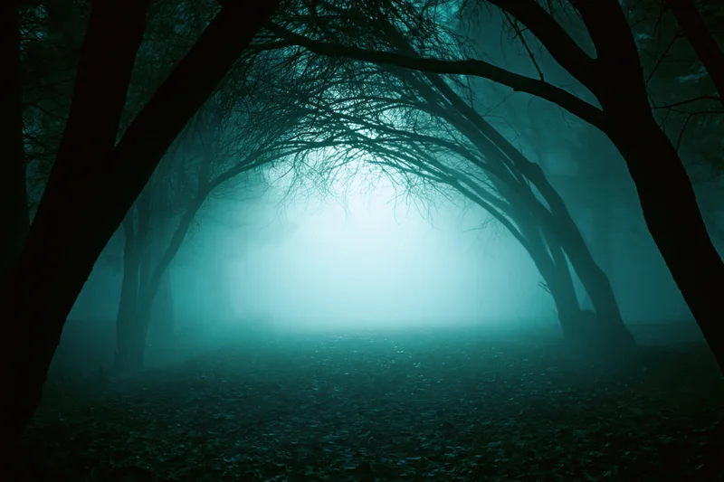 Narrow forest path vanishing into dense fog at night under arching bare trees
