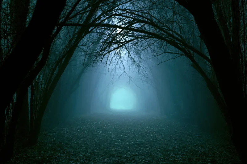 Narrow forest path vanishing into dense fog at night under bare trees