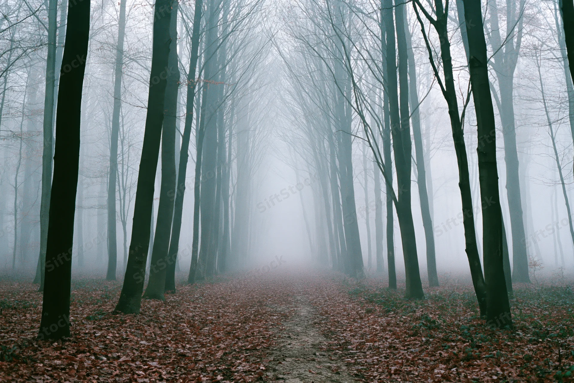 Narrow forest path lined with tall bare deciduous trees in fog, covered in fallen leaves