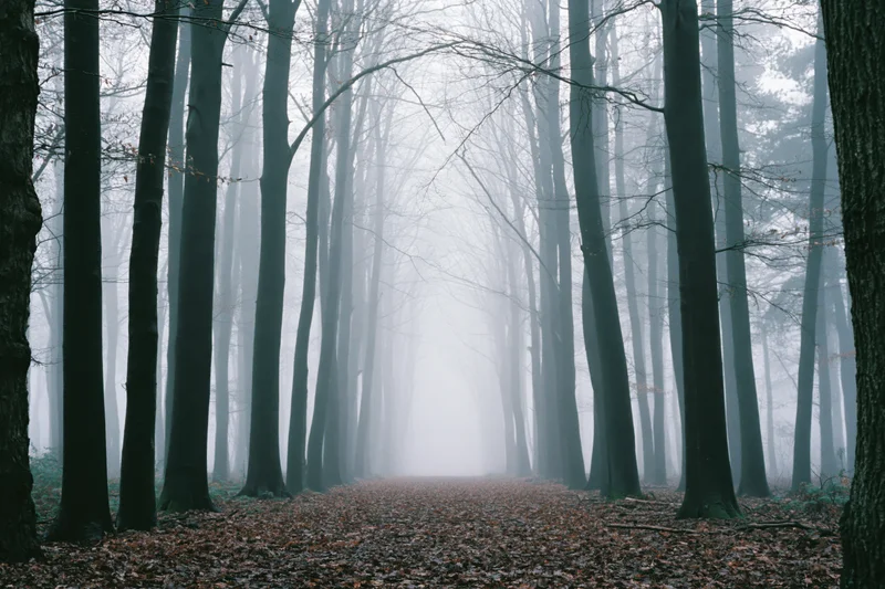 Narrow forest path lined with tall bare deciduous trees in fog