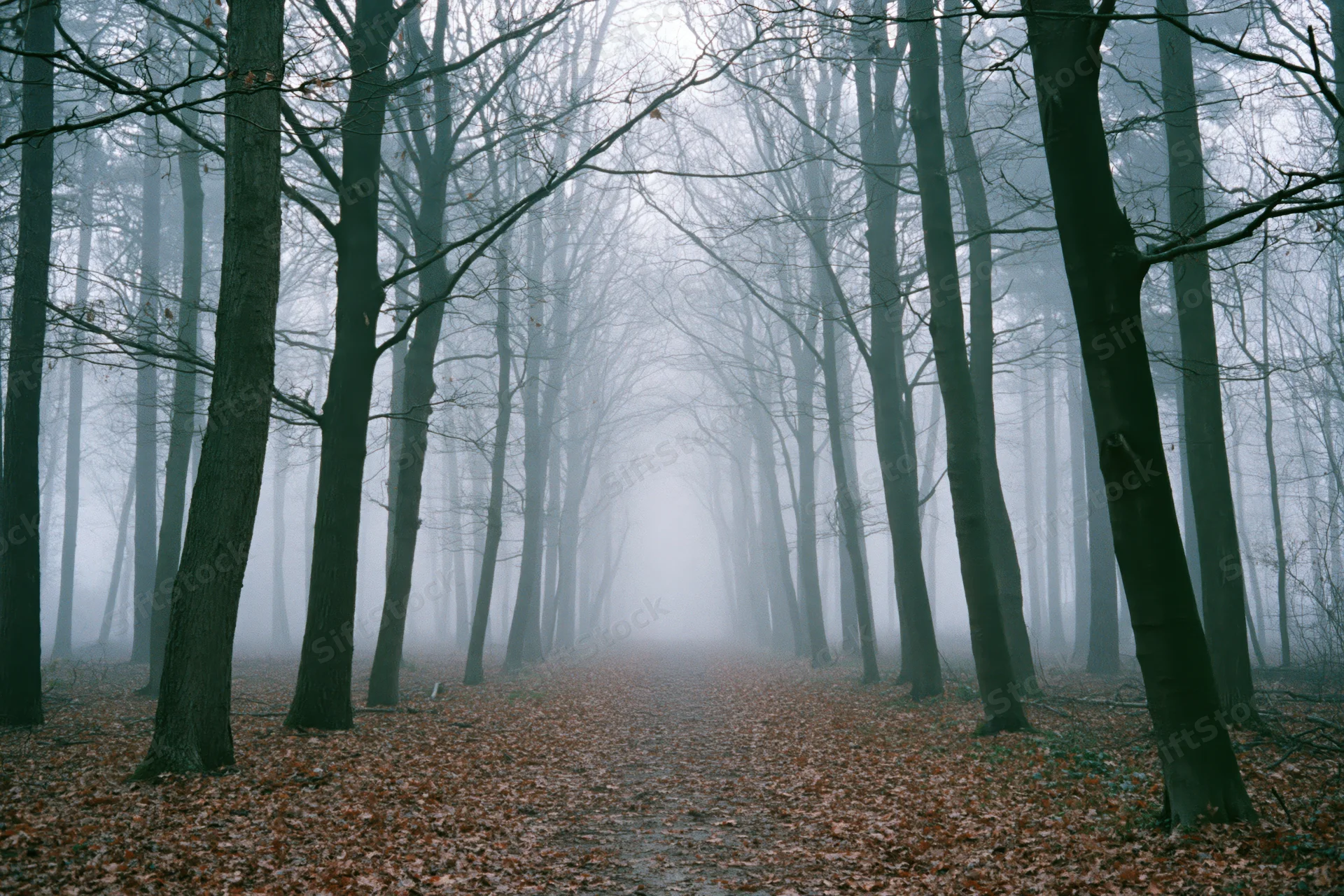 Narrow forest path lined with tall bare deciduous trees in fog, covered in fallen leaves