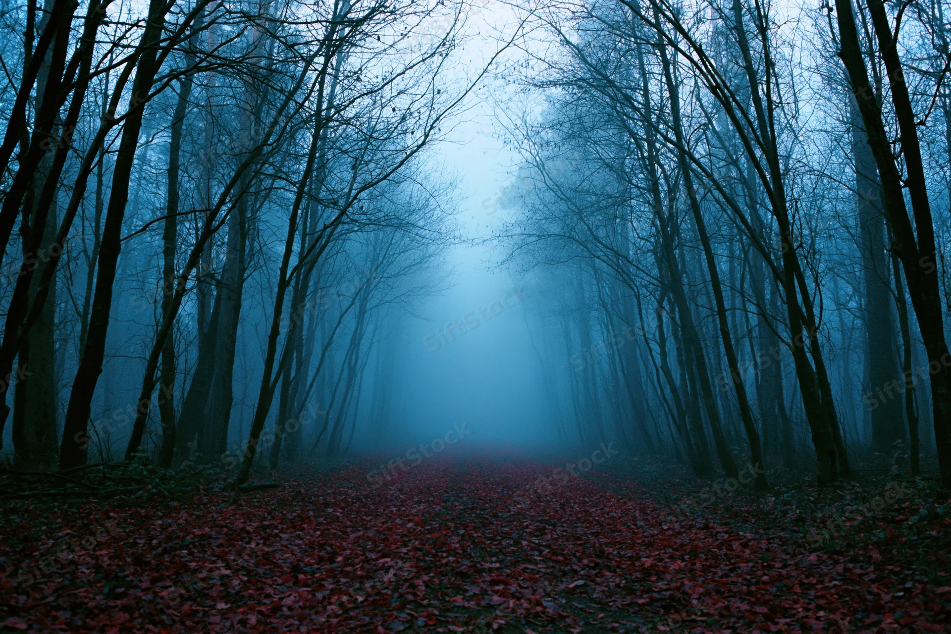 Narrow forest path covered in red leaves receding into dense fog between bare trees