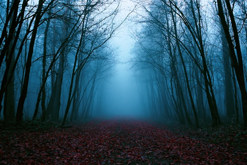 Narrow forest path covered in red leaves receding into dense fog between bare trees