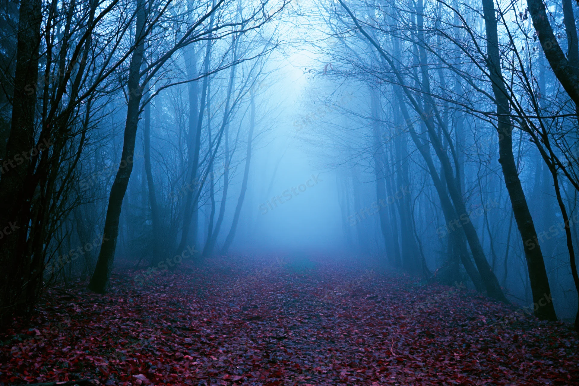 Narrow forest path covered in red leaves receding into dense blue fog framed by bare trees