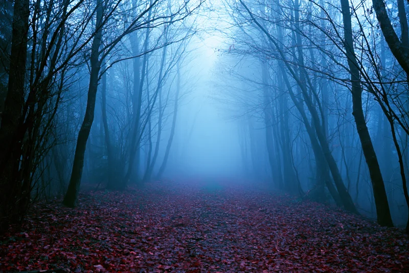 Narrow forest path covered in red leaves receding into dense blue fog framed by bare trees
