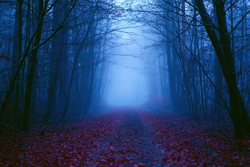 Narrow forest path covered in red leaves receding into dense blue fog between bare trees