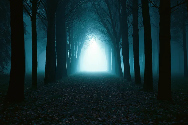 Narrow leaf-covered forest path receding into glowing light through foggy trees