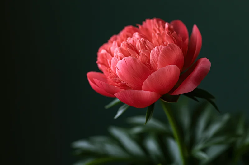 Coral-red peony bloom in closeup against dark background with green stem and leaves
