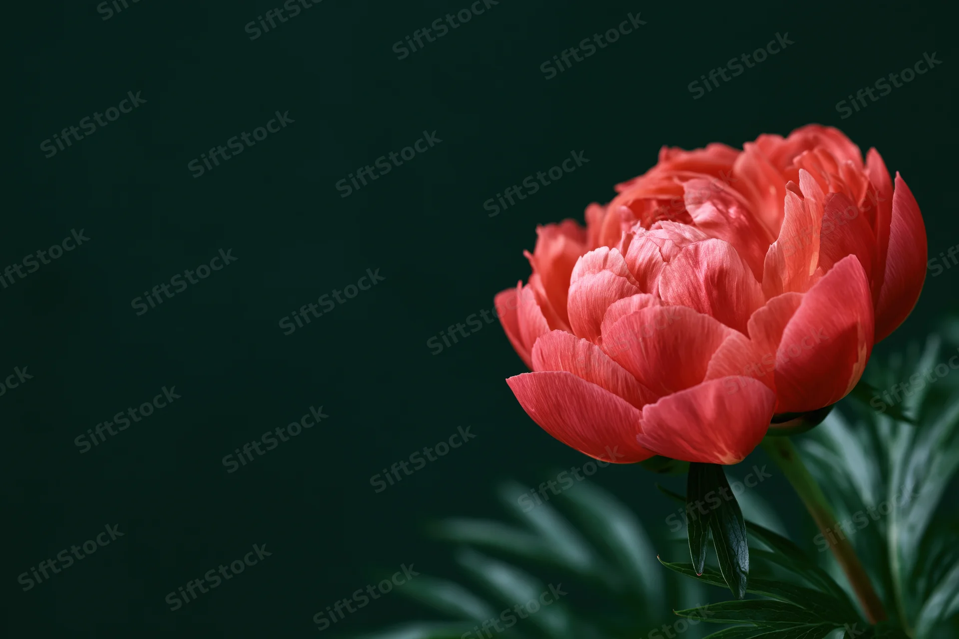Coral-red peony bloom in closeup against dark background with green foliage and copyspace on left