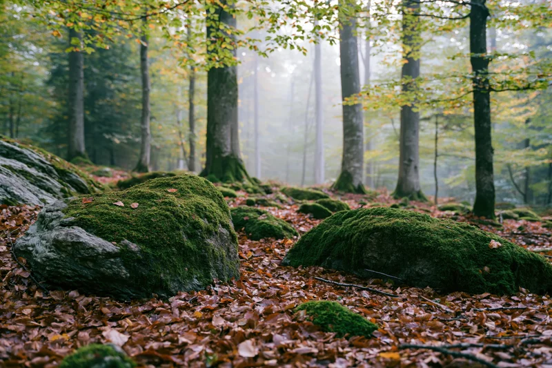 Moss-covered boulders among fallen leaves in a misty deciduous forest interior
