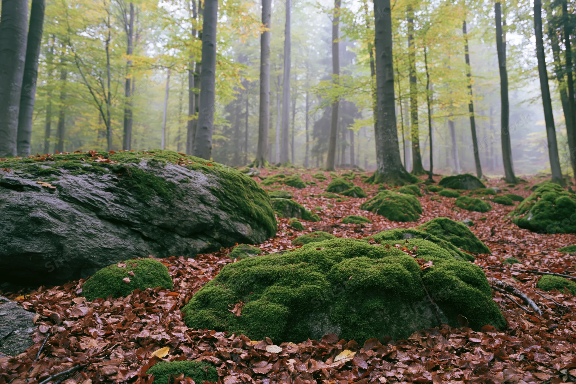 Moss-covered boulders among fallen leaves in a misty deciduous forest