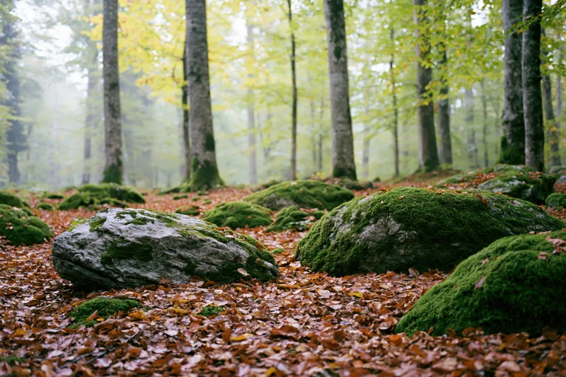 Moss-covered boulders among fallen leaves in a misty deciduous forest