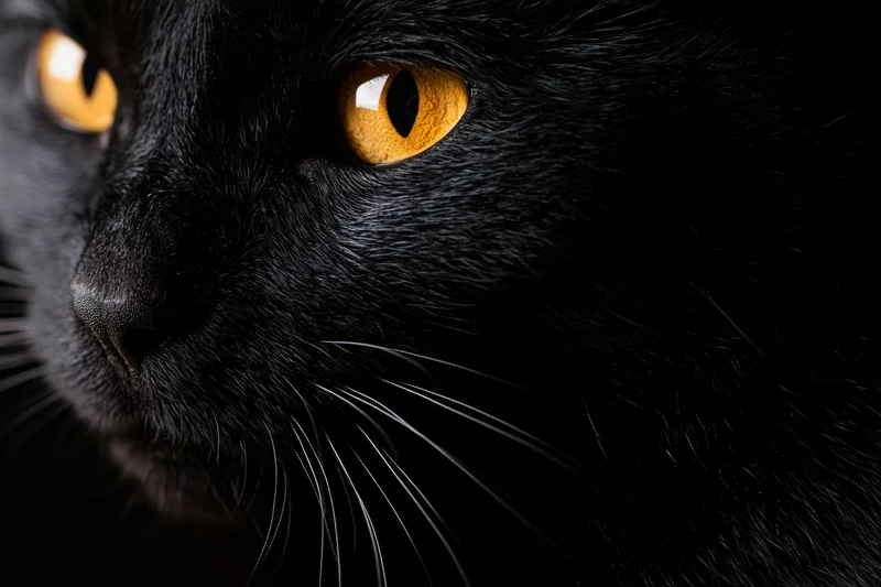 Close-up of a black cat's right side face showing intense yellow eyes and fur texture in studio lighting