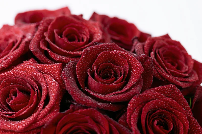 Close-up of deep red roses with water droplets on petals, isolated on white background