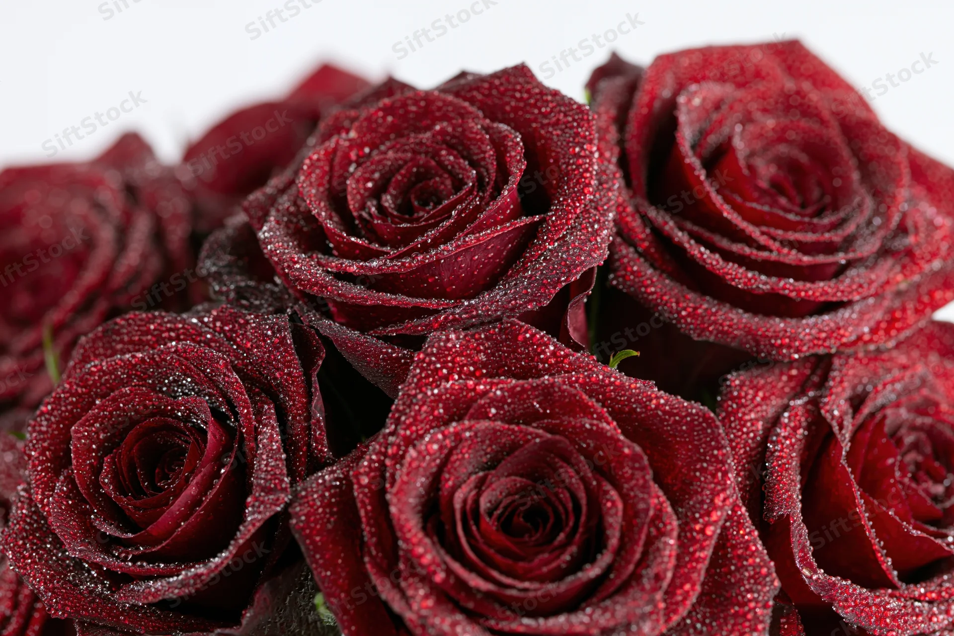 Close-up of deep red roses with water droplets on petals, clustered together against white background
