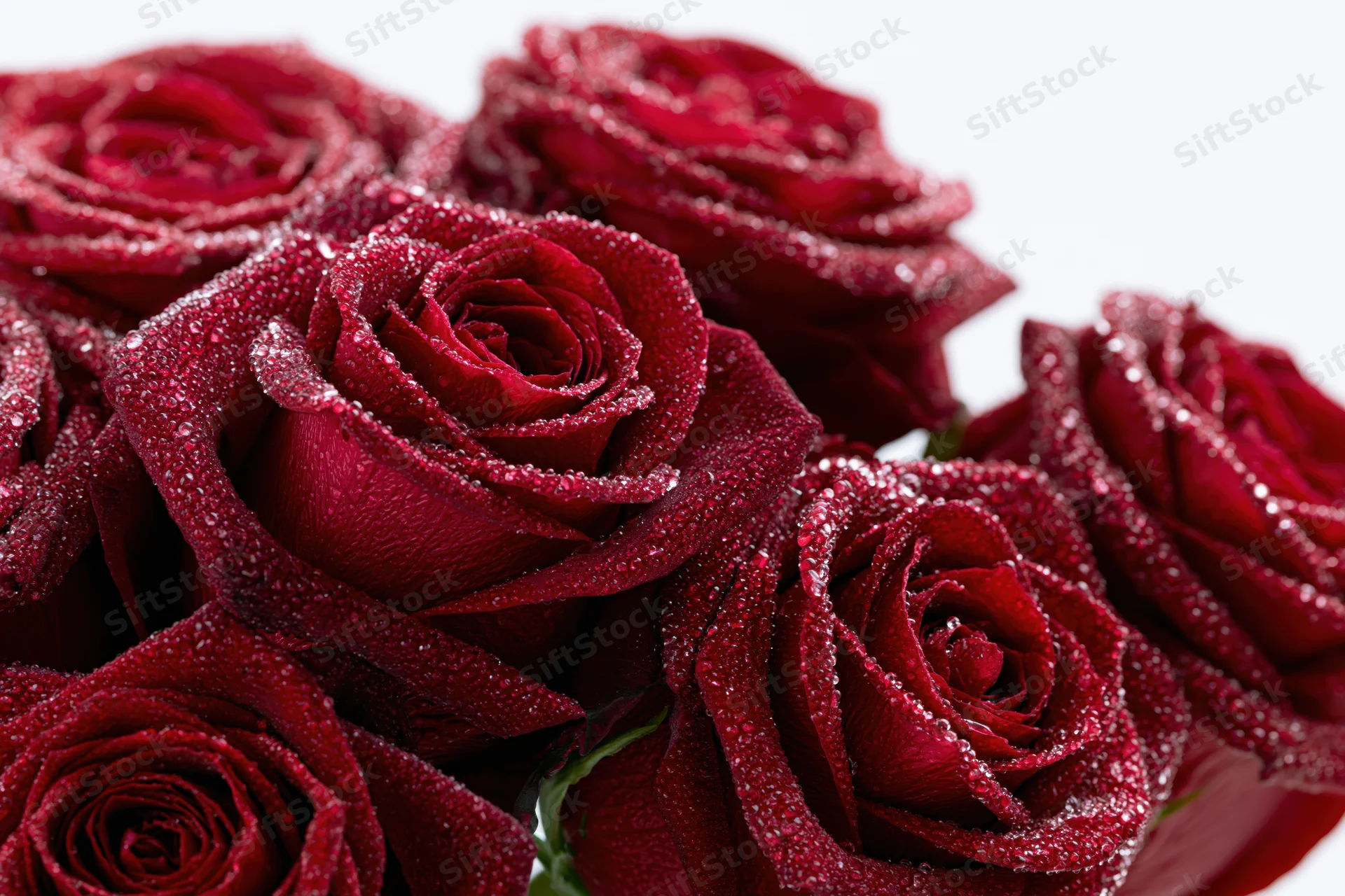 Close-up of deep red roses with water droplets on petals against white background