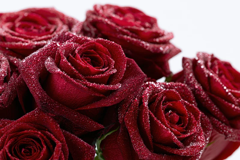 Close-up of deep red roses with water droplets on petals against white background