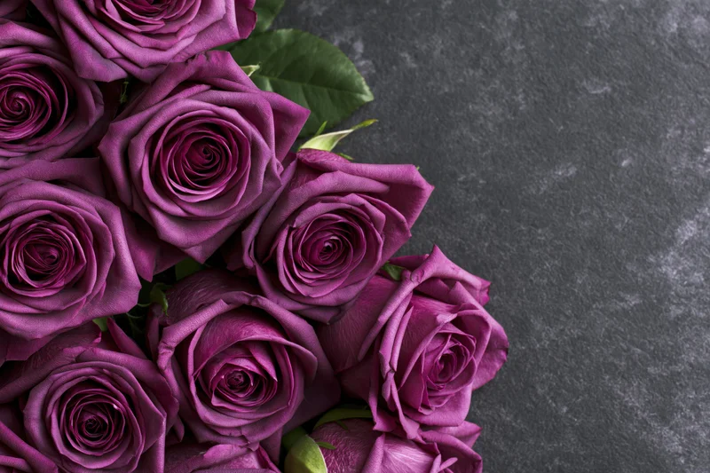 Cluster of deep purple roses arranged along the left edge of a dark gray textured surface
