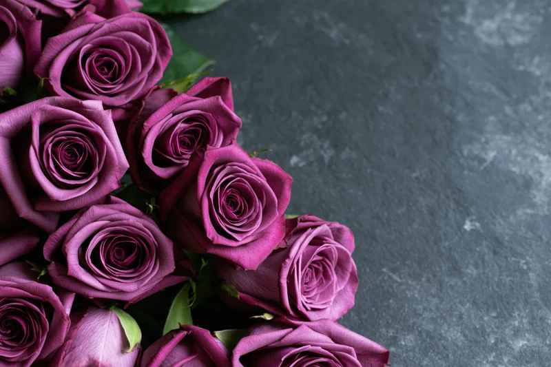 Deep purple roses arranged along the left edge of a dark gray textured surface