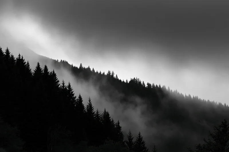 Dark conifer treeline silhouetted along a forested ridgeline in foggy mountain landscape
