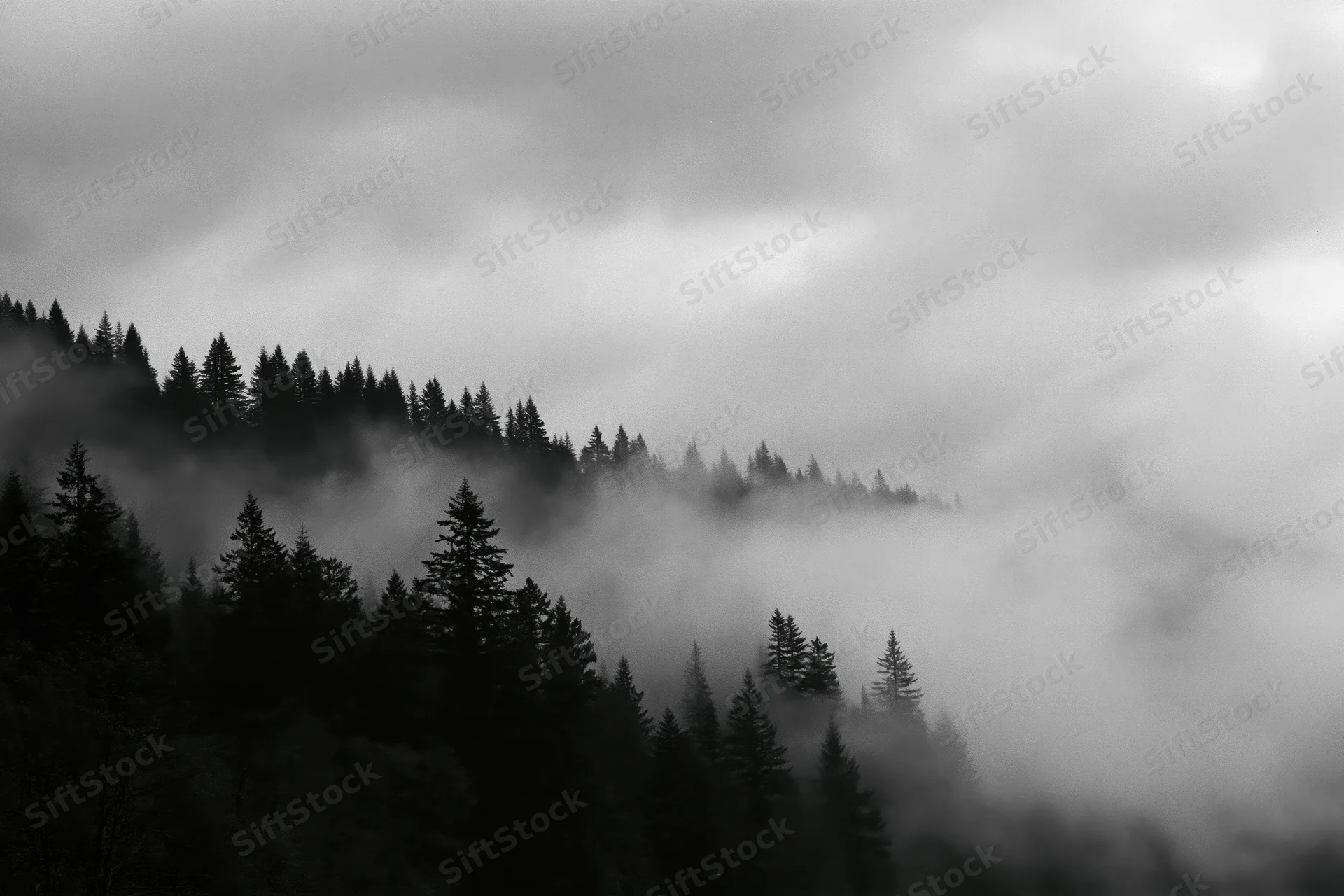 Dark conifer treeline silhouetted along a forested ridgeline enveloped in fog