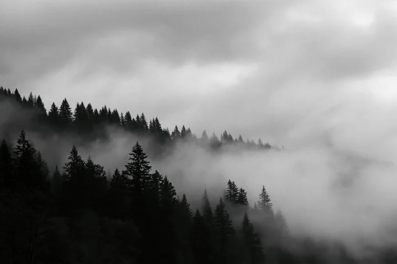 Dark conifer treeline silhouetted along a forested ridgeline enveloped in fog