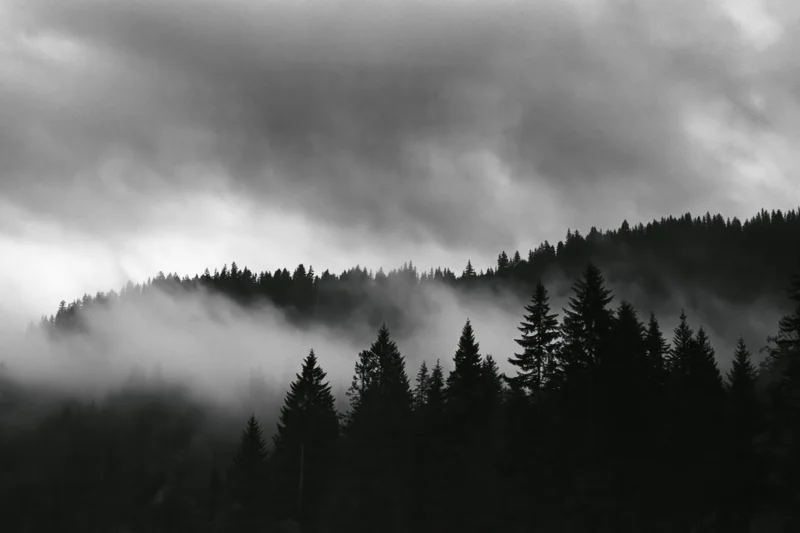 Dark conifer treeline silhouetted along a forested ridgeline under foggy overcast sky
