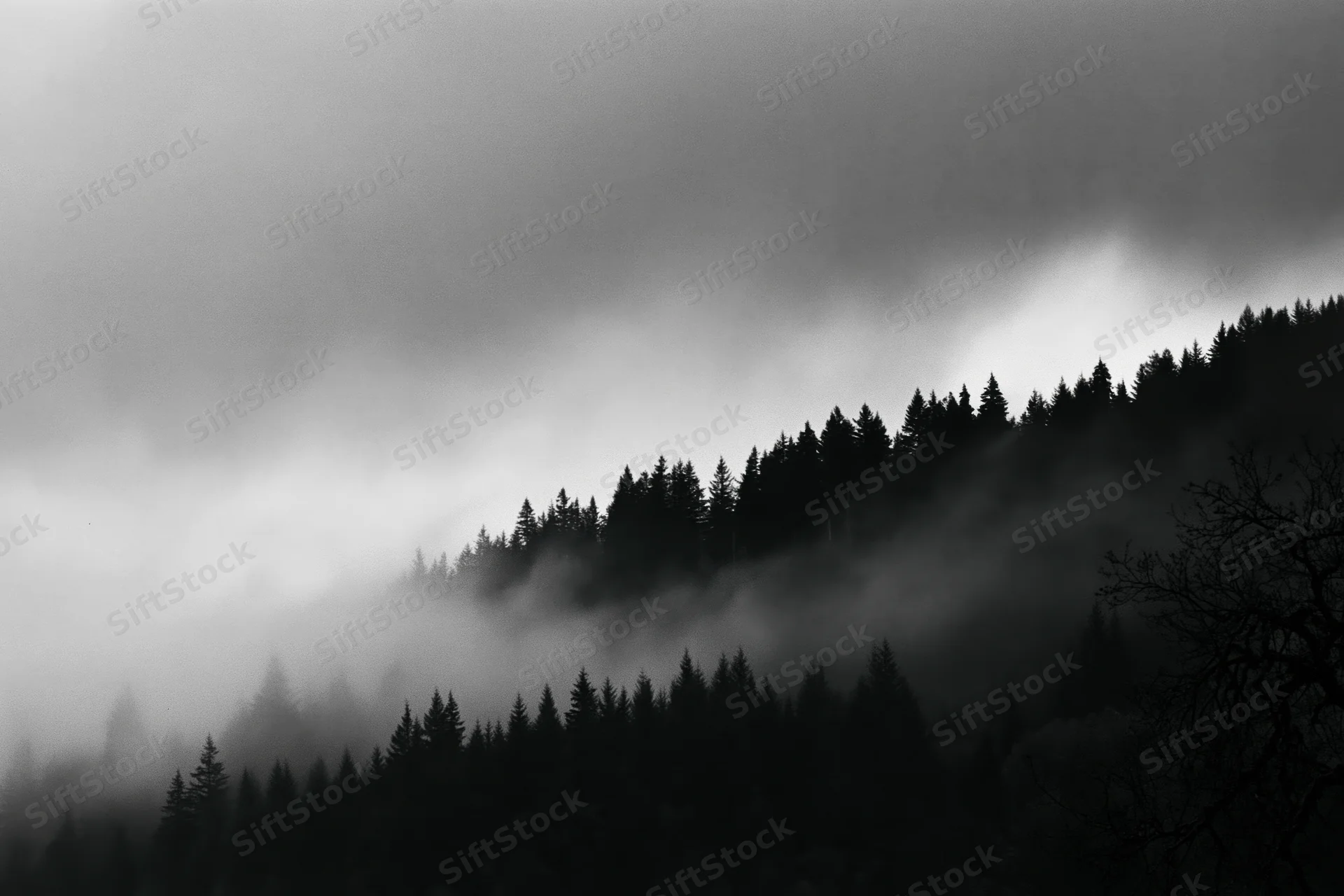 Dark conifer treeline silhouetted along a forested ridgeline in fog
