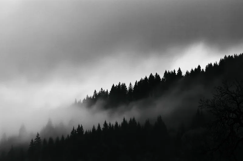 Dark conifer treeline silhouetted along a forested ridgeline in fog