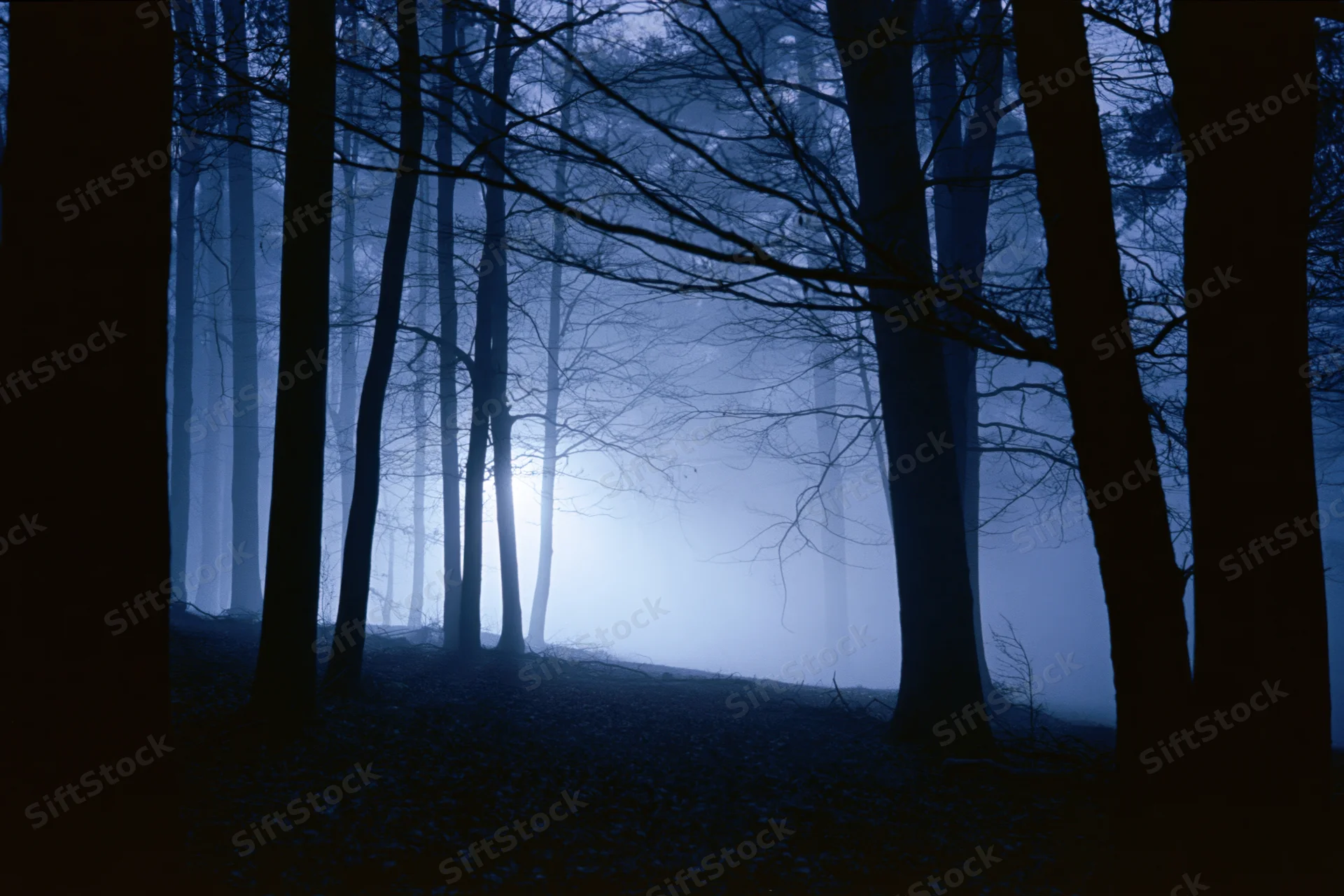 Bare deciduous trees silhouetted in thick fog at night in a dense forest