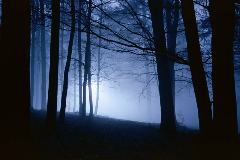 Bare deciduous trees silhouetted in thick fog at night in a dense forest