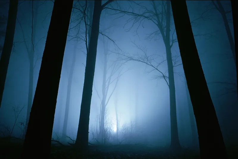 Bare deciduous trees silhouetted in thick fog at night in a dense forest