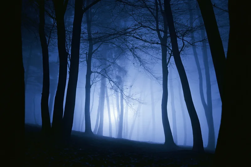 Bare deciduous trees silhouetted in thick fog at night in a dense forest