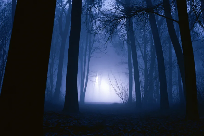 Bare deciduous trees in dense fog at night with a glowing light in the distance