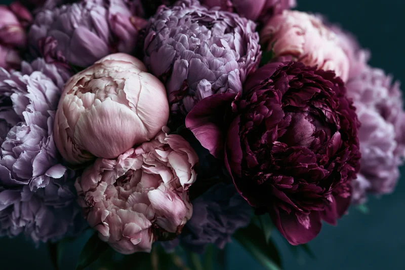Dense bouquet of purple and mauve peonies in full bloom against dark background