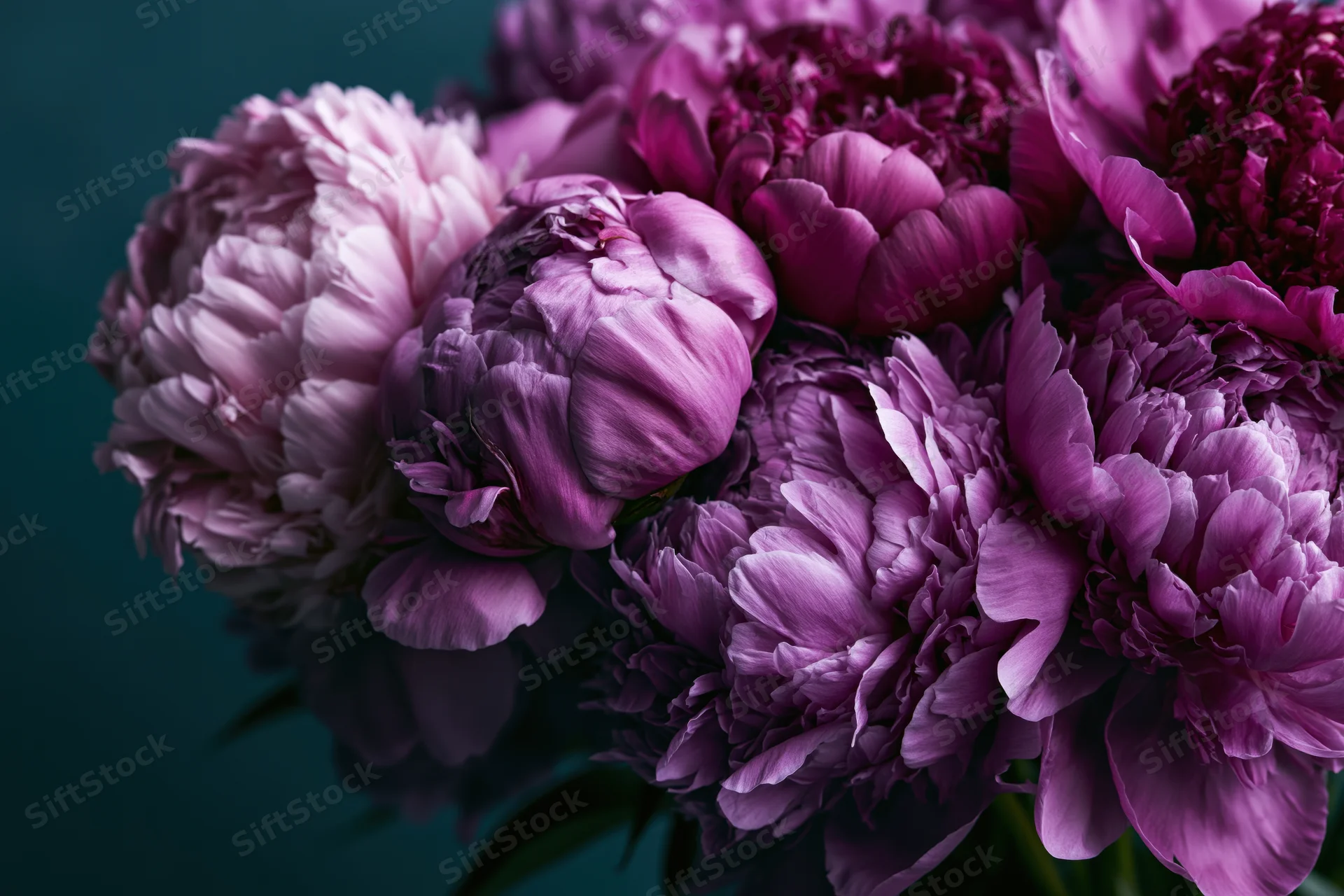 Dense bouquet of purple and mauve peonies in full bloom against dark background