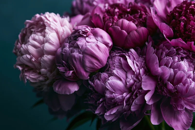 Dense bouquet of purple and mauve peonies in full bloom against dark background