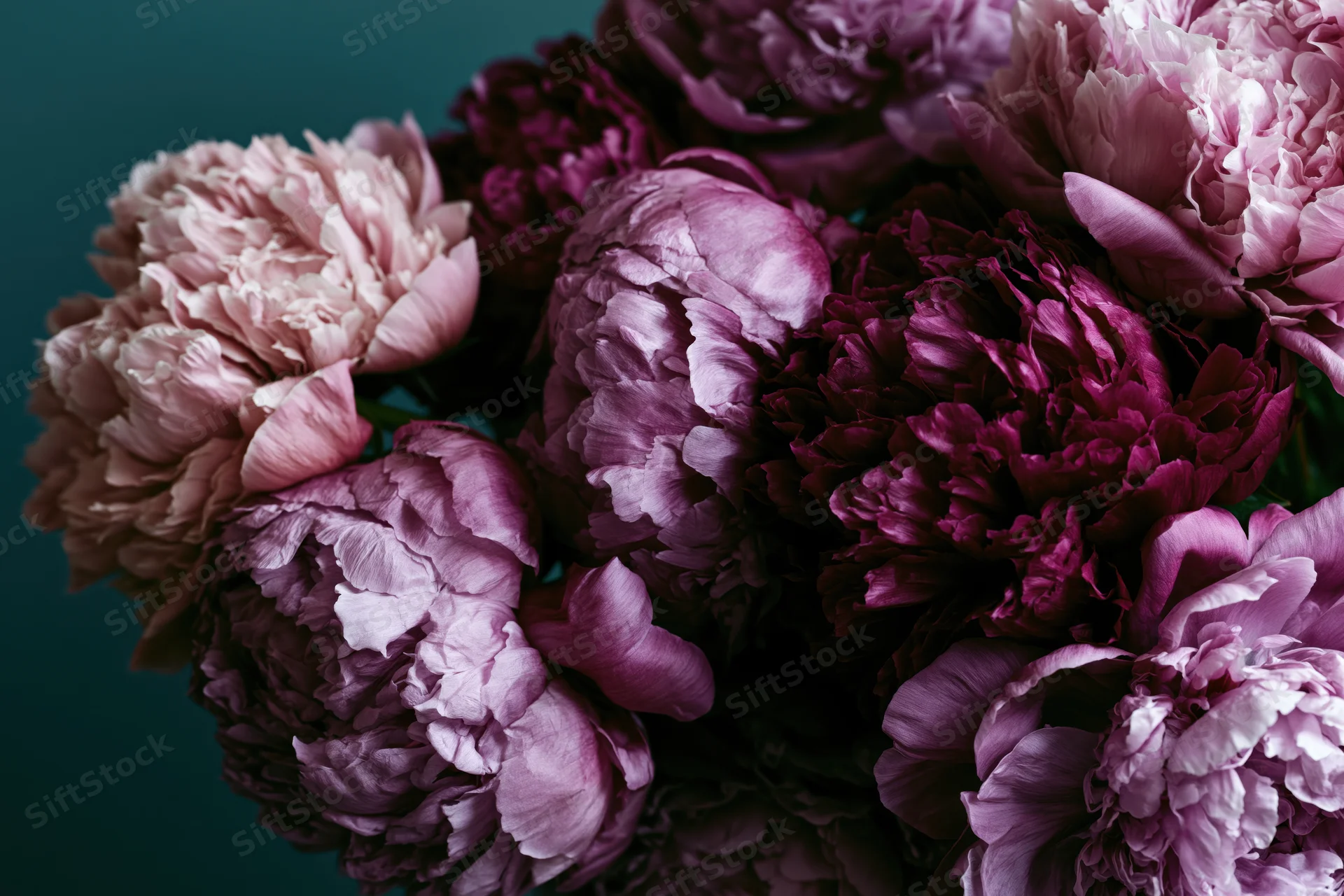 Dense bouquet of purple and mauve peonies in full bloom against a dark teal background