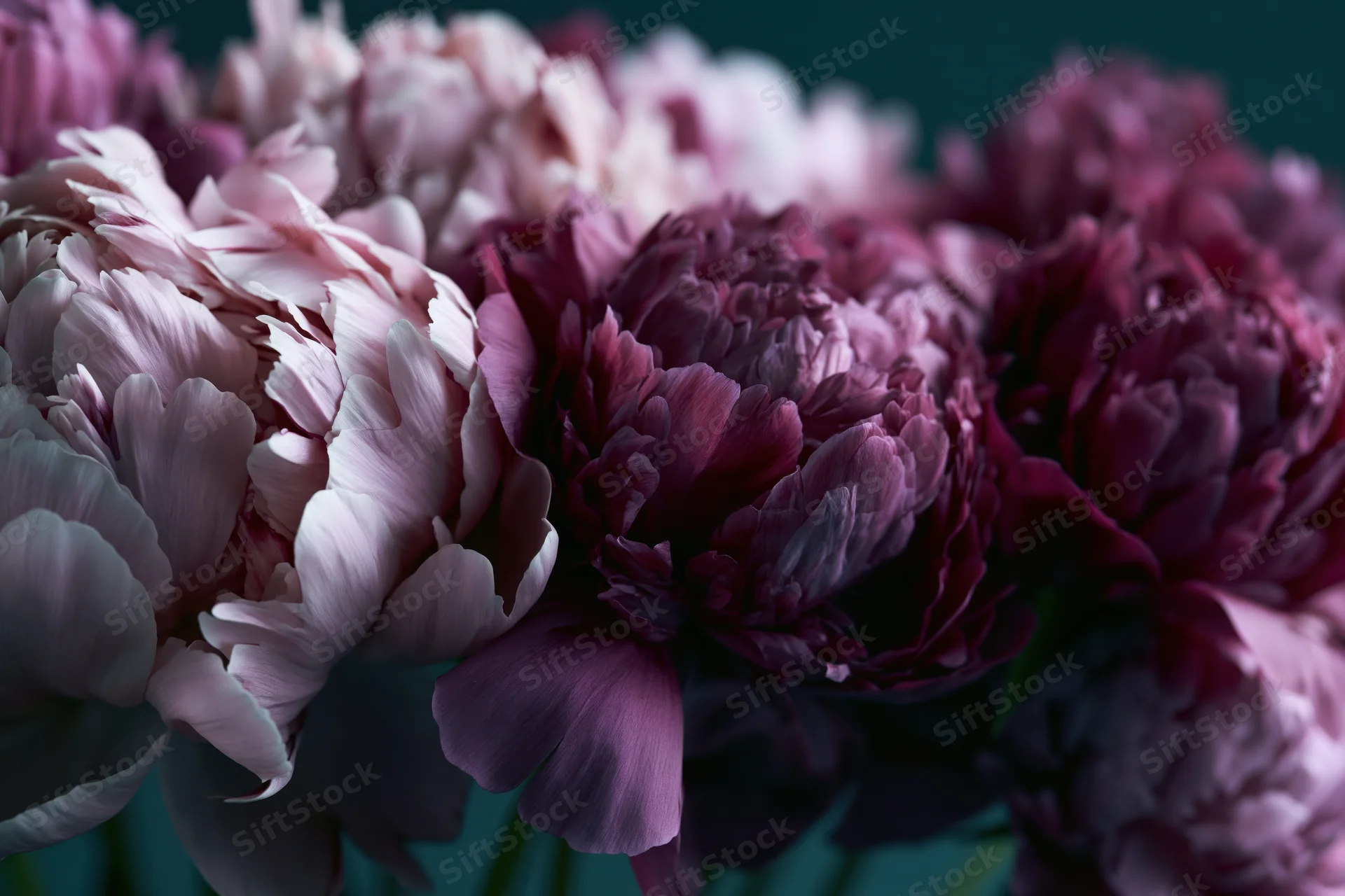 Dense bouquet of purple and mauve peonies in full bloom against dark background