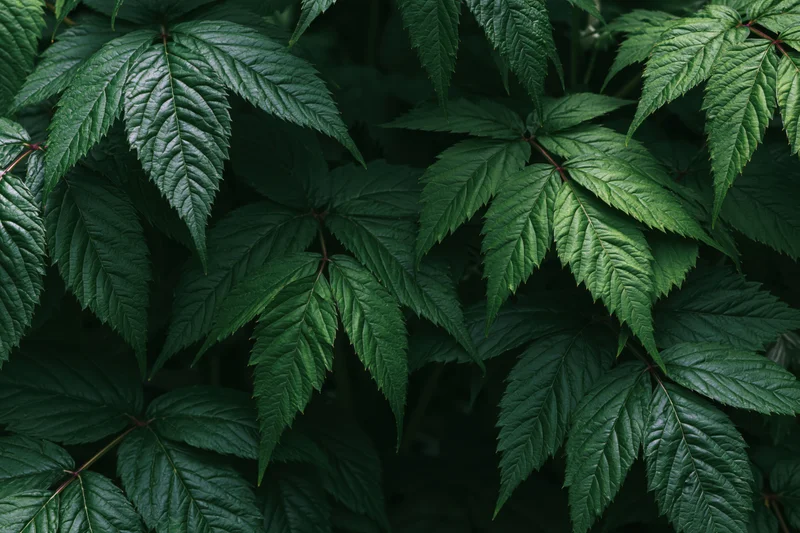 Dense cluster of dark green compound leaves filling the frame