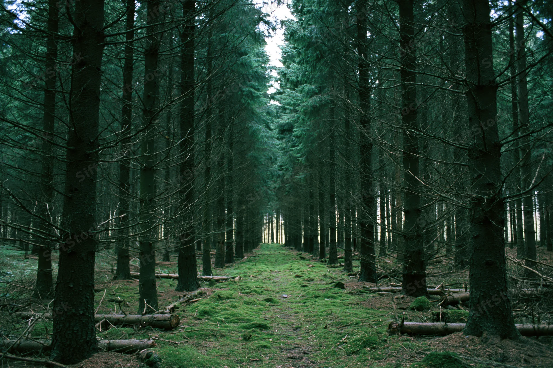 Narrow moss-covered path through dense conifer forest corridor
