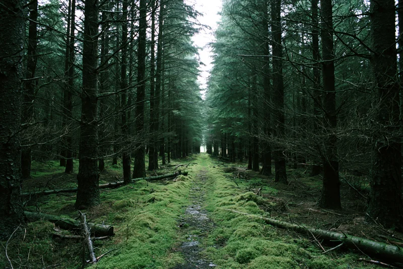 Narrow moss-covered path through dense conifer forest corridor