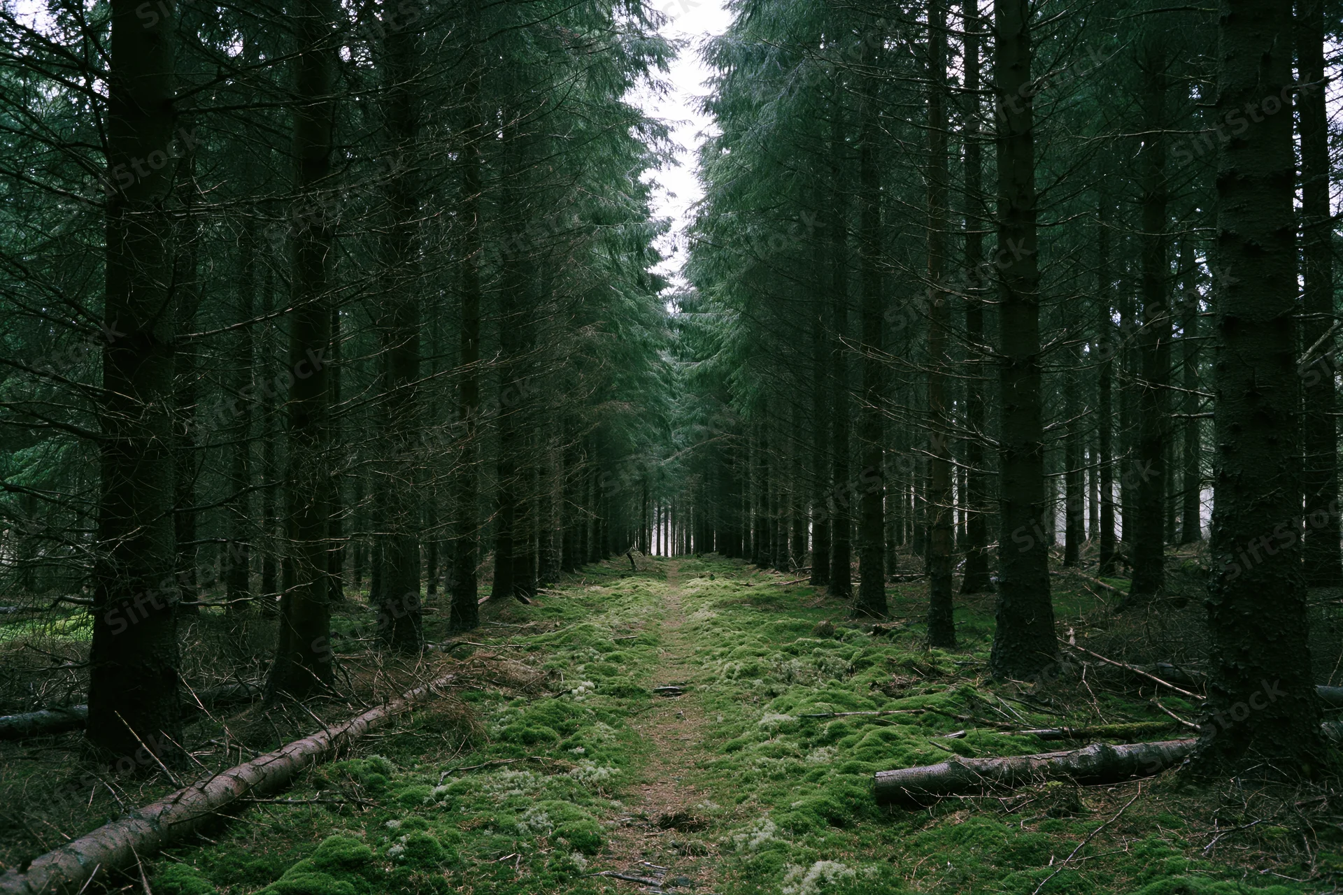 Narrow moss-covered path through dense conifer forest corridor