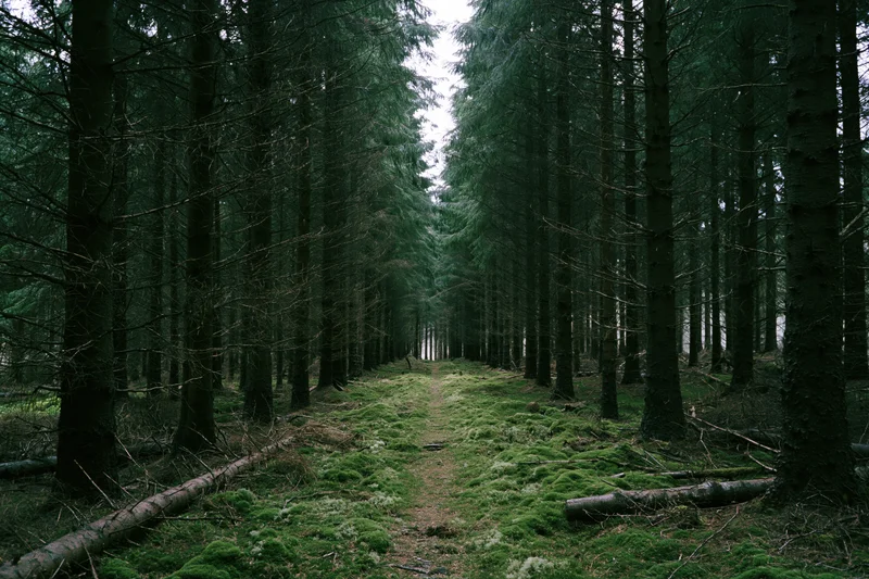 Narrow moss-covered path through dense conifer forest corridor