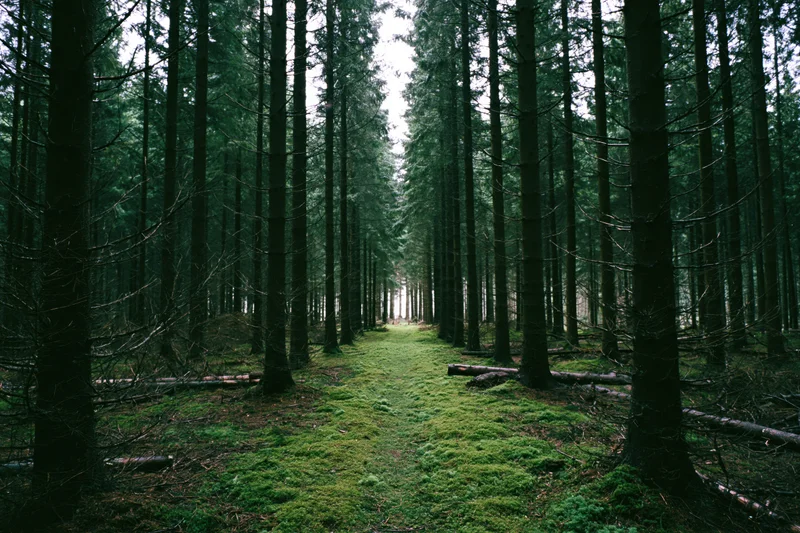 Narrow moss-covered path through dense conifer forest corridor