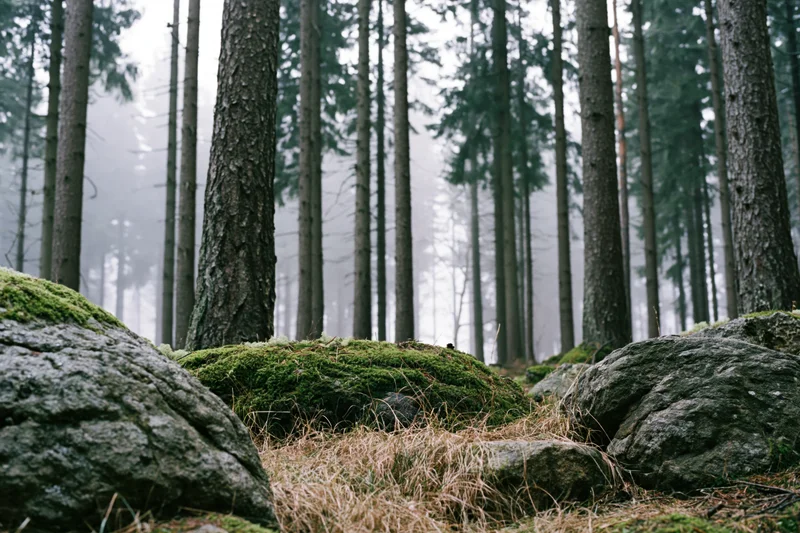 Misty morning in a dense conifer forest with moss-covered rocks and tall straight trees
