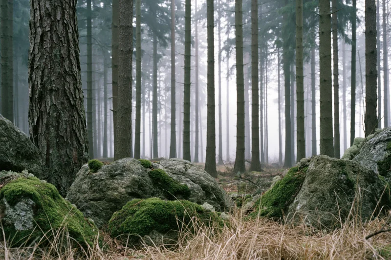 Misty morning in a dense conifer forest with moss-covered rocks and tall straight trees